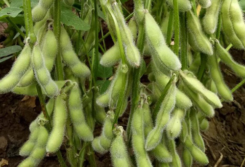 毛豆种子播种前需要做些什么？